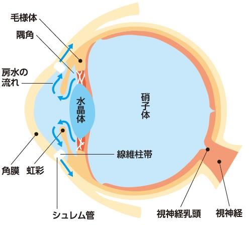 ドック眼圧検査_画像.jpg