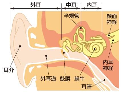 ドック聴力検査_画像.jpg