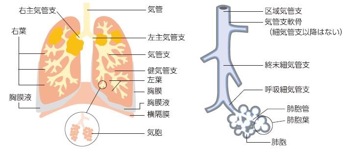 ドック肺機能検査_画像.jpg