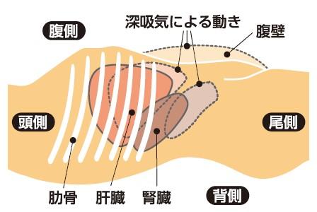 ドック超音波検査_画像3.jpg