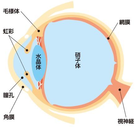 視力検査｜人間ドック｜新潟ウェルネス