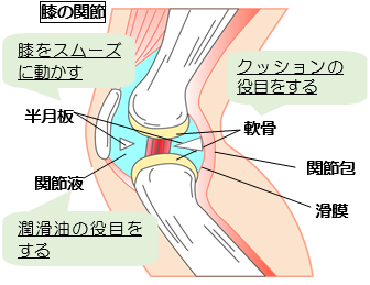 関節の痛みについて 健康トピックス 新着情報 新潟ウェルネス