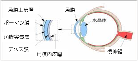 10-2角膜.png